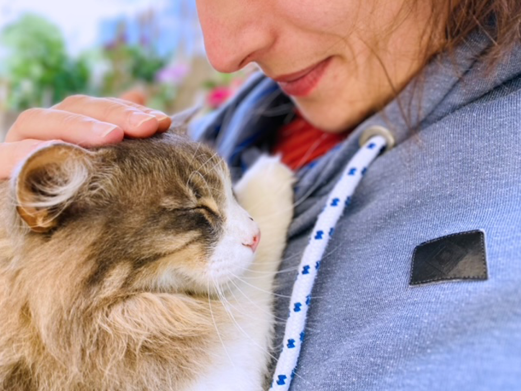 Langhaarkatze wird gestreichelt