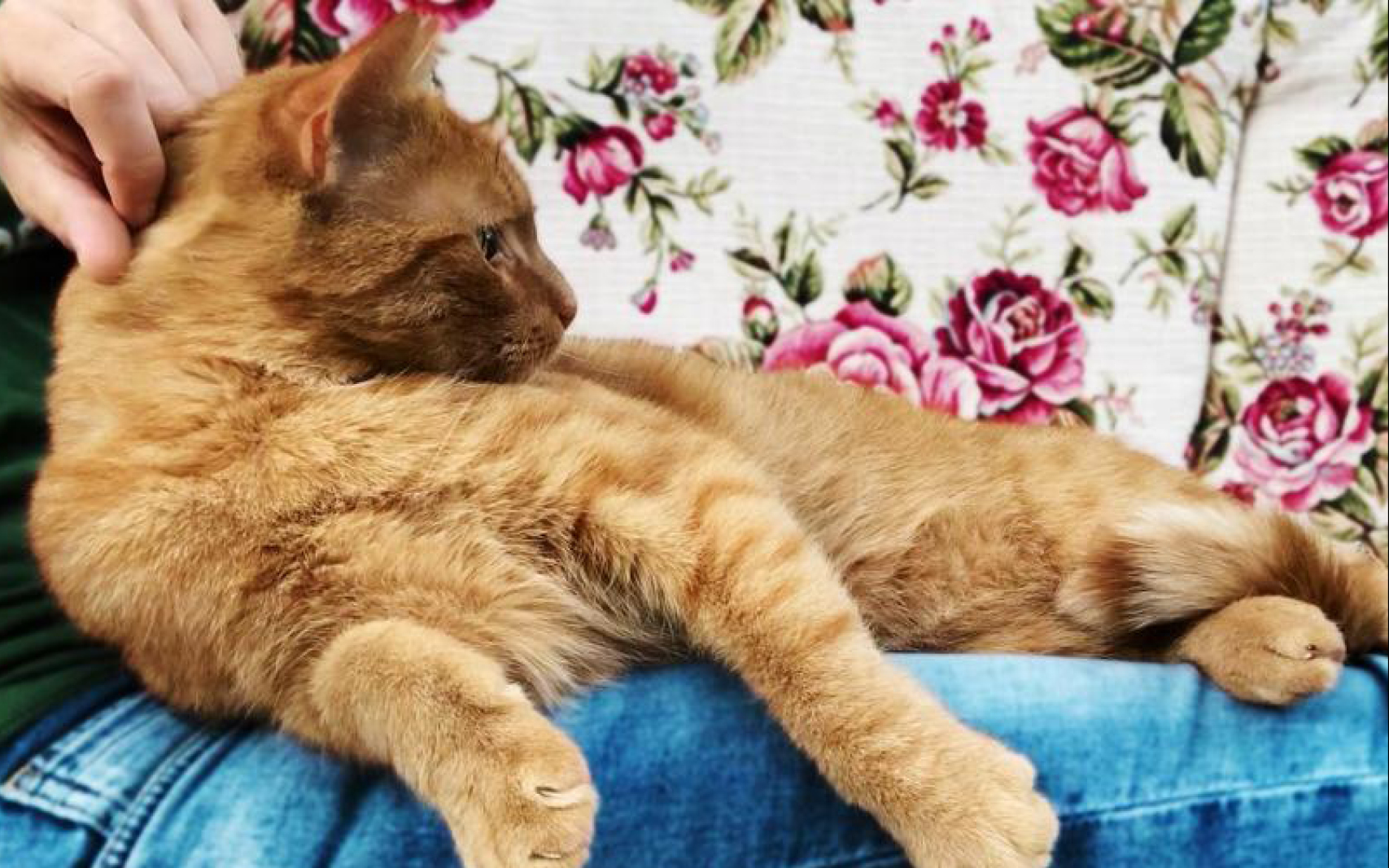 Roter Kater auf Schoß