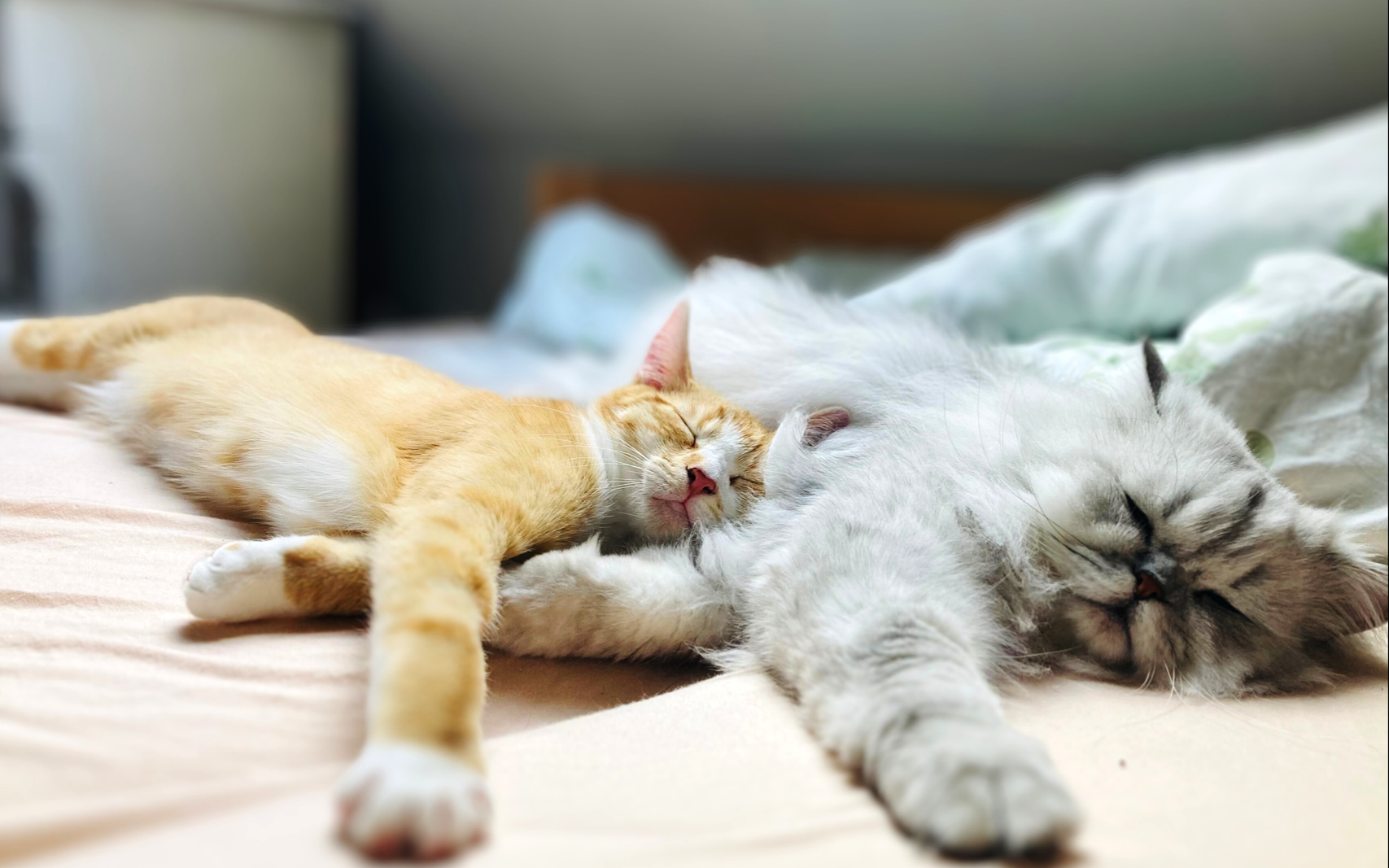 Zwei Katzen kuscheln