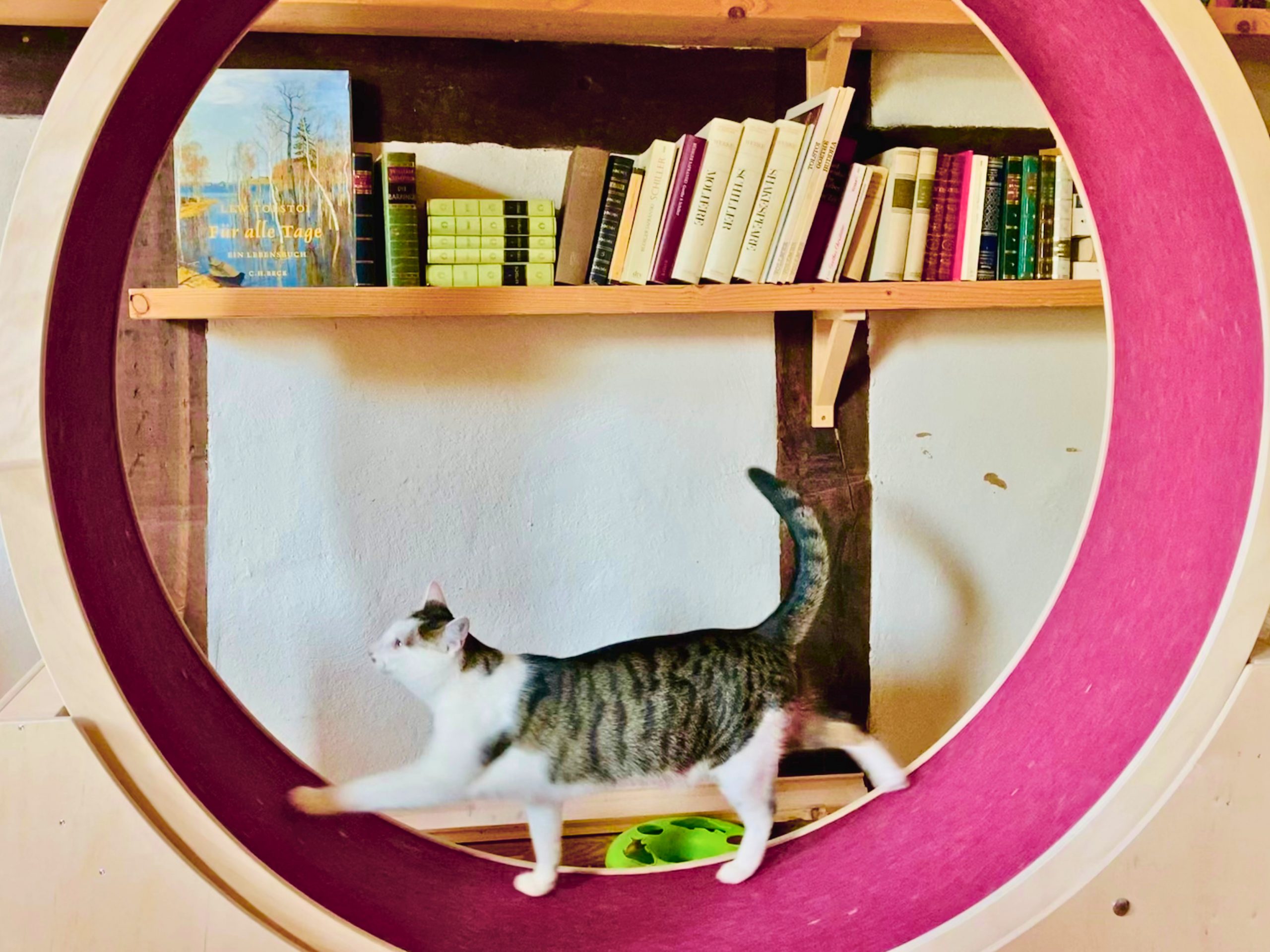 Lyra im Laufrad für Katzen