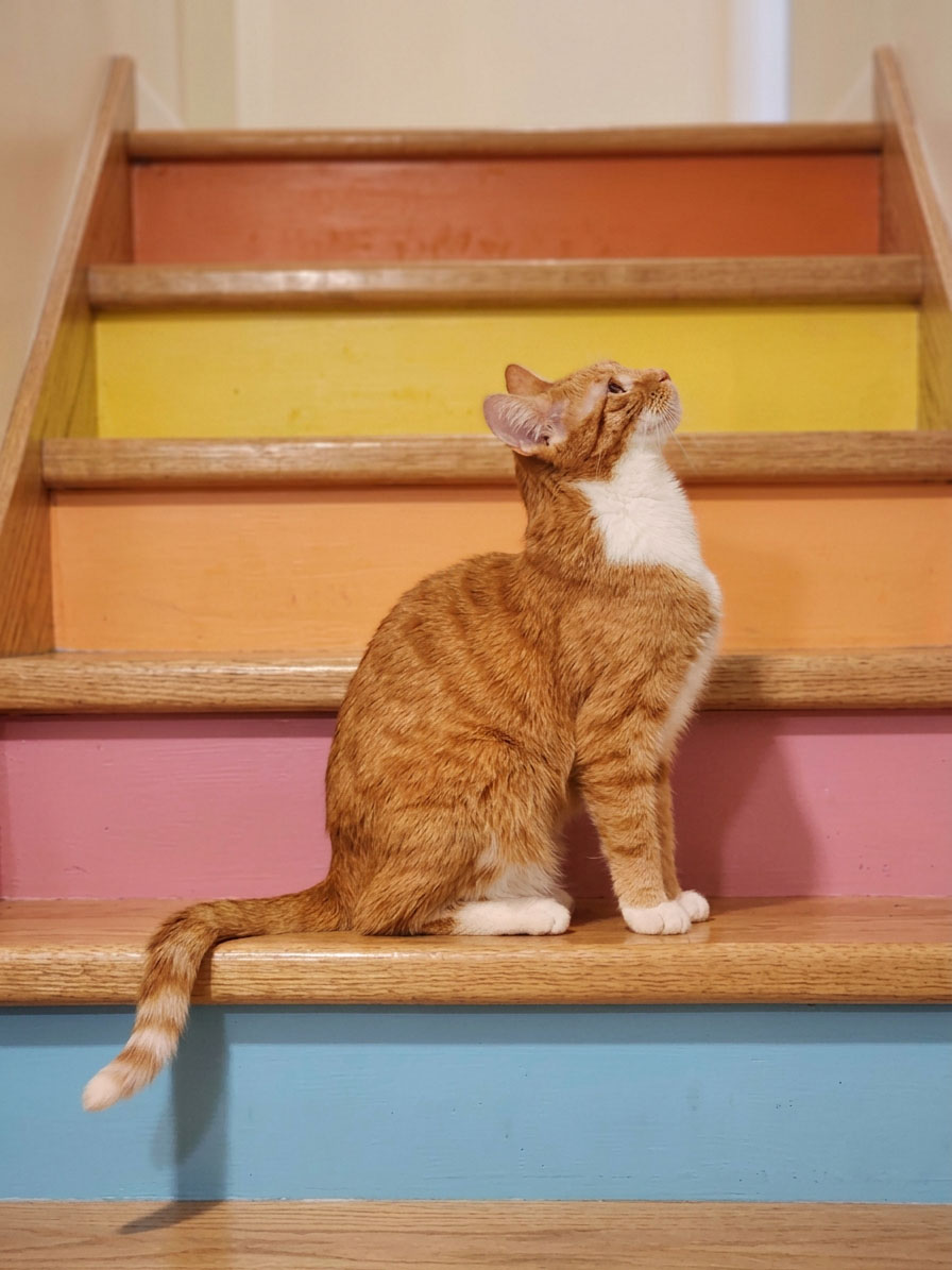 Katze guckt nach oben