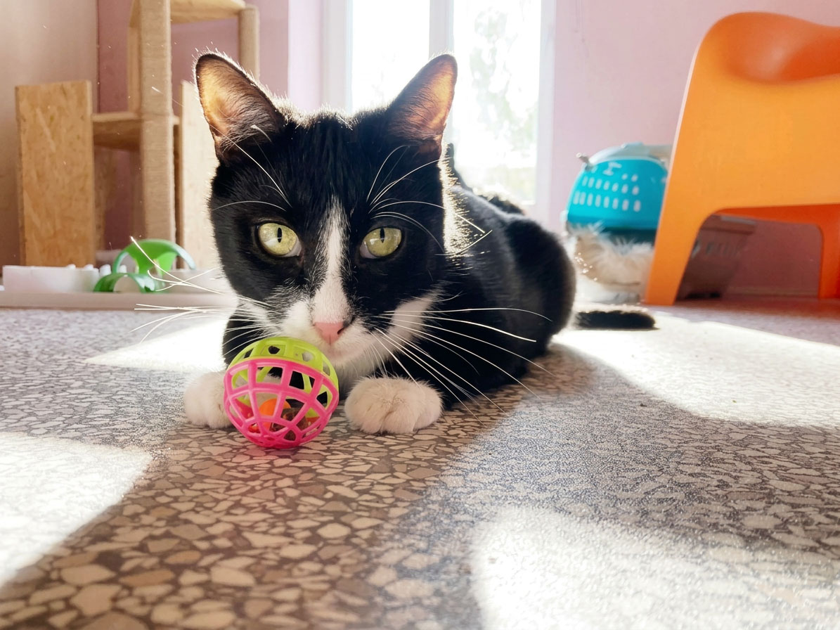 Katze mit Spielzeugen